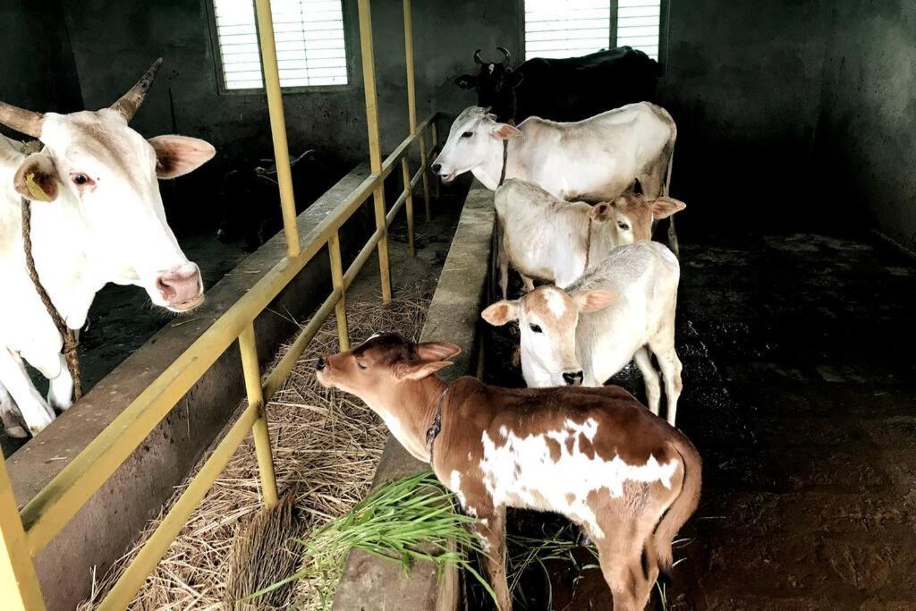 Villa Mars Jungle Adventure Stud Farm With Private Jacuzzi Narsinge Exterior foto